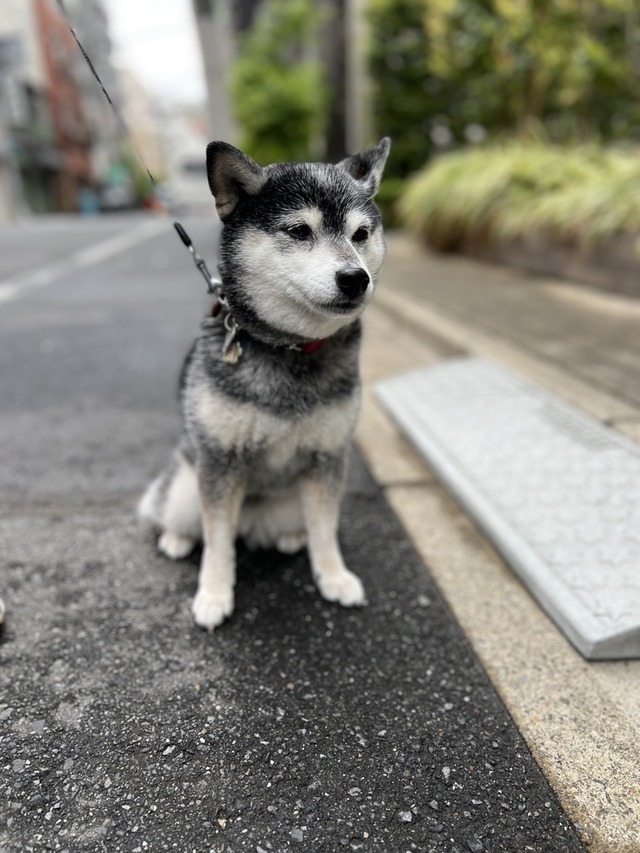 6C2E2D43-2202-4FAB-822A-05133A8803A9_1_105_c