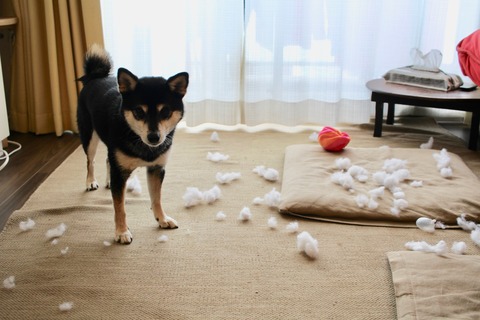 ちゃんぽんランチと江川卓とほっこりあんかけ