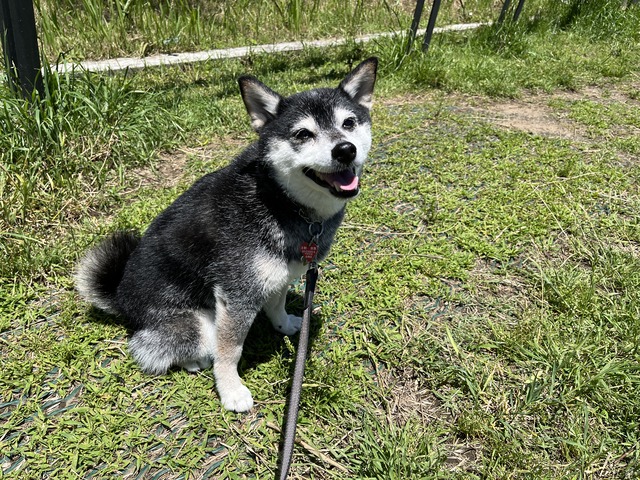 初夏の餃子ランチと天下一品と映画「メモリー」