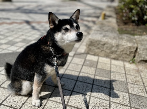 春陽の牛丼弁当と鶏チャーシューとウォーキングデッド