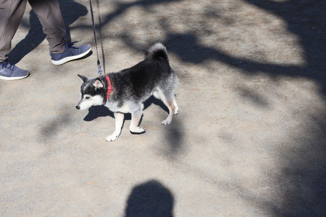 11828B03-CFB1-4C40-8C64-4961B7A0729A_1_105_c