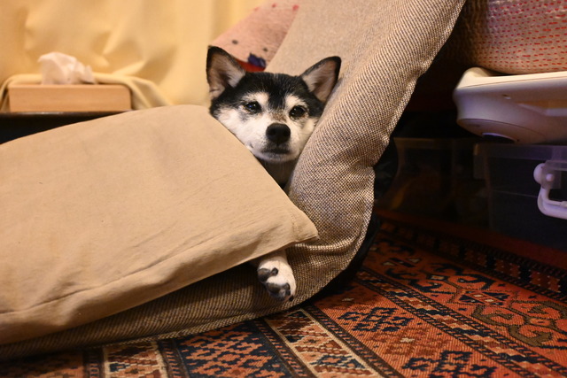 5F34969A-F50A-4266-8F9D-86DAEB1B695B_1_102_o