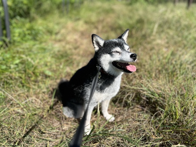 連休明けのしらすごはんと茄子豚