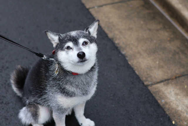 国連デーの納豆ランチともやしポーク