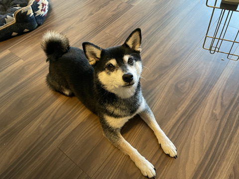 秋晴れのおぼろ豆腐定食とミラノ風チキンカツ