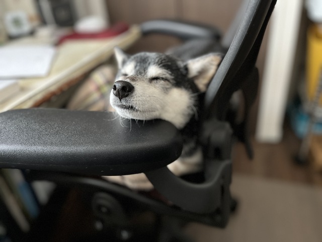 曇天の豆柴桜散歩と親子丼と初めての岩盤浴
