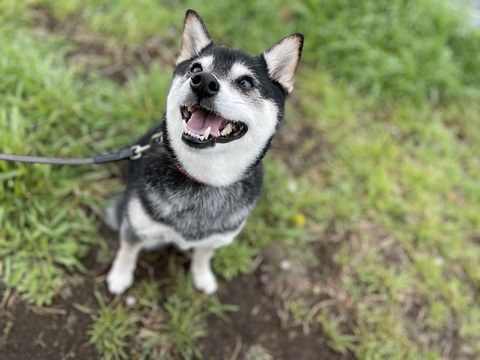 雨のチャーハンランチとノマドランドと金マル