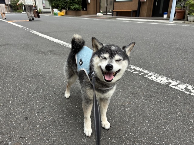 梅雨復活の納豆ランチと豚肉巻き