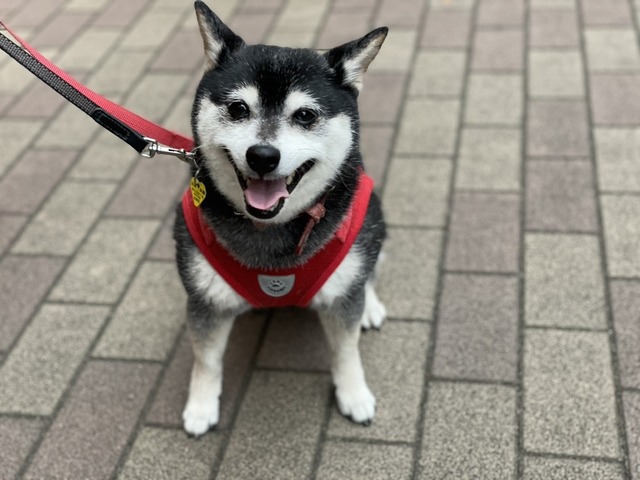 D86B6886-E161-4466-99F2-FE17CF708DC1_1_105_c