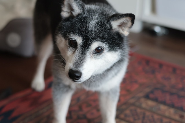 連日猛暑のカレーうどんとカレーごはん