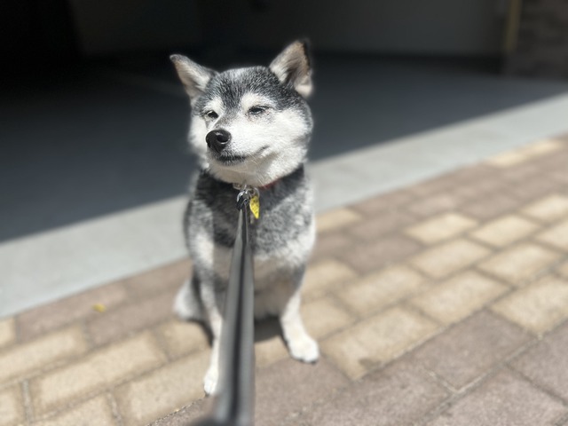 真夏日のたらこパスタと鮭おにぎり
