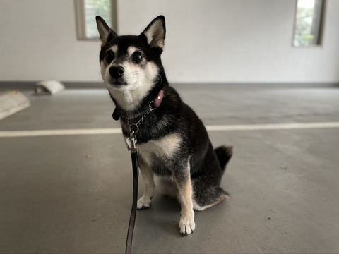 D203A882-BB56-4725-86D7-2E2BF9C3B2B2_1_105_c