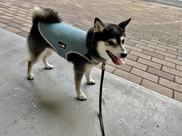 葉月つごもりのビーフハヤシと魚浜の宴