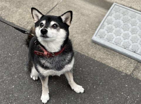 ナイガイセールと高級スープとユニクロ銀座
