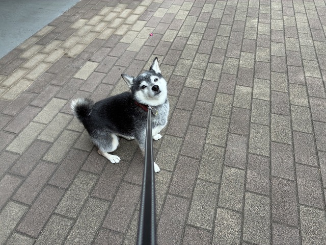 42F9D40B-054B-40DD-9F22-85A64F3FB68F_1_105_c