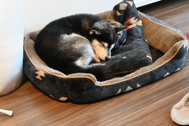 冬晴れの親子丼と酢鶏と昭和アイドル