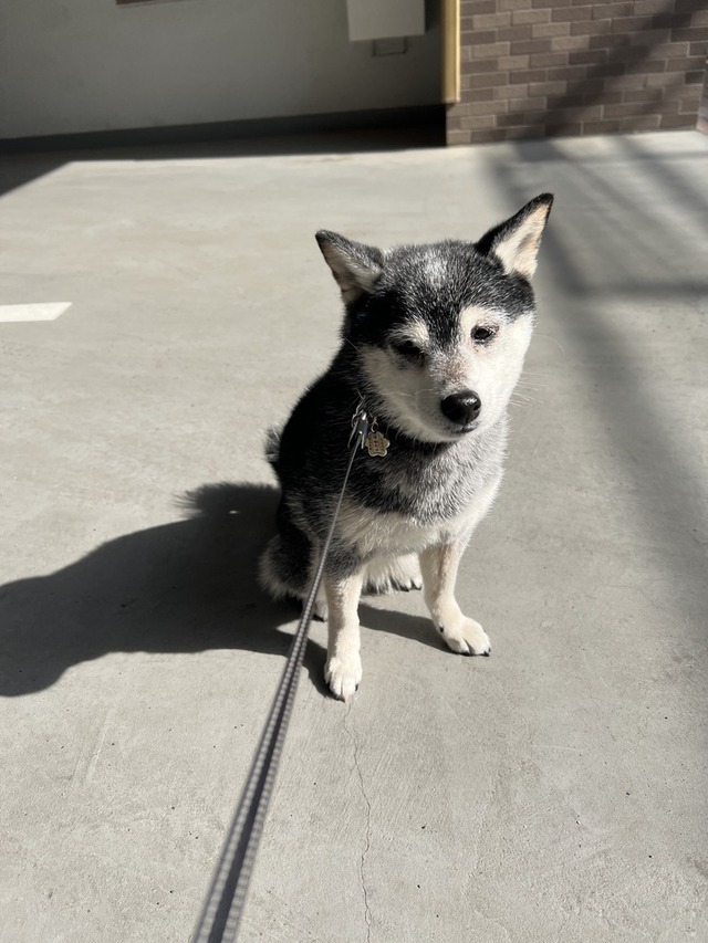 9109F632-725A-48C3-9D84-66FD75851D5C_1_105_c