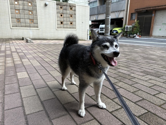 秋晴れの納豆ランチと鮭おにぎり