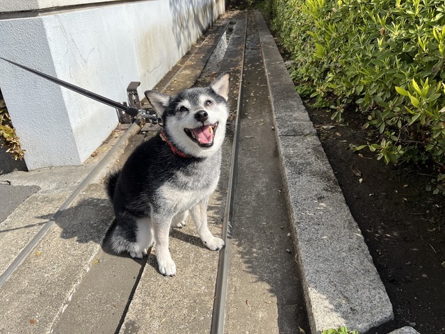 春爛漫のパスタランチと絶品焼き餃子