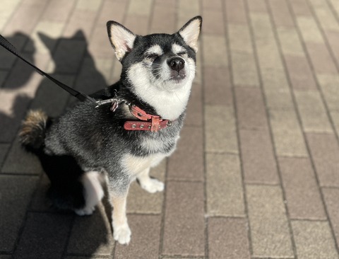 冬晴れの二八そばとクリスマスの宴