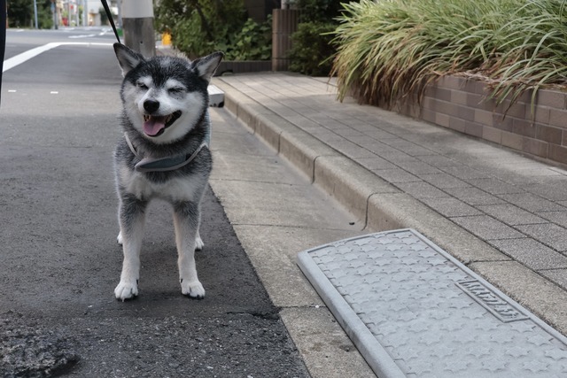 BE93B4C2-CA05-4616-A0B0-25DA8C50196A_1_201_a