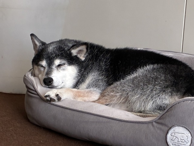 連日あつ森のボロネーゼと鮭茶漬け