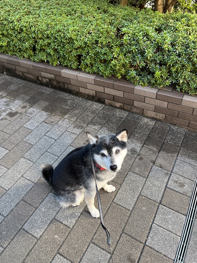 6E2775FA-D94F-46A0-BE44-89B61F2F6C7D_1_105_c