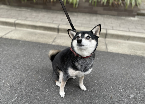 5C1995A5-A1ED-4990-A15A-23515C5C7758_1_201_a