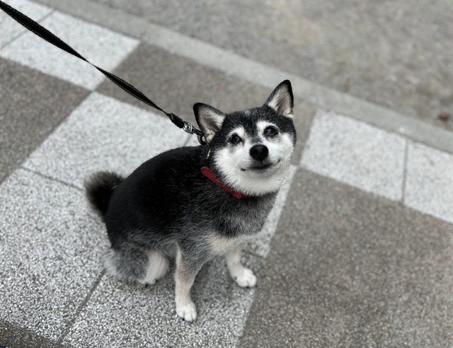 AC37456E-29C8-429F-92EB-A3605A75676F_1_201_a