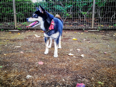 IMG_20170903_105316 (1)