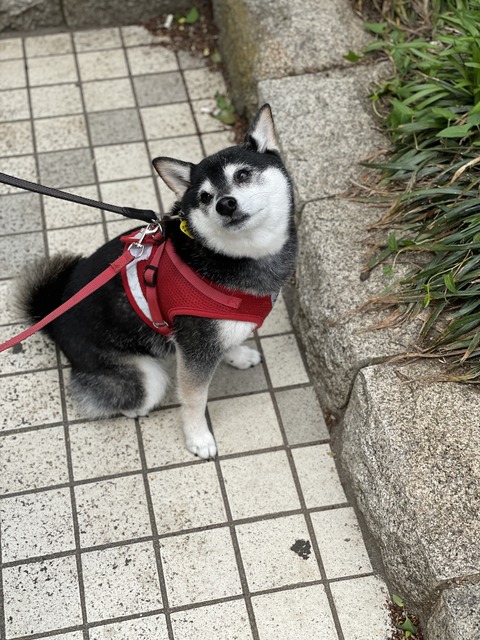 歯医者と絶品チキンカツとブリテリ