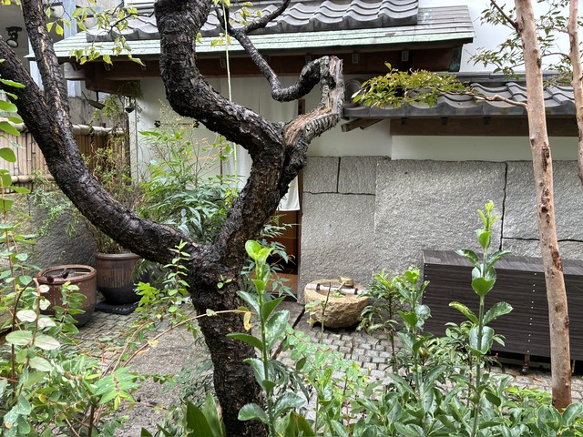 76855776-CD9F-44C1-BDA1-A9A62C8B4696_1_102_o