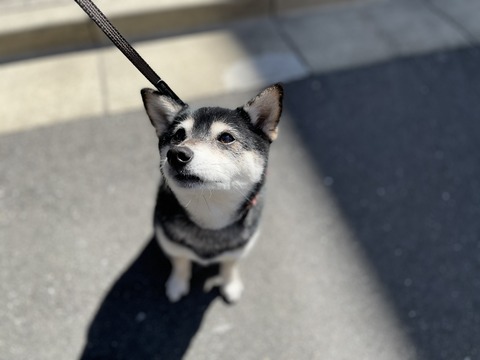 如月つごもりのパンランチとタイガー餃子