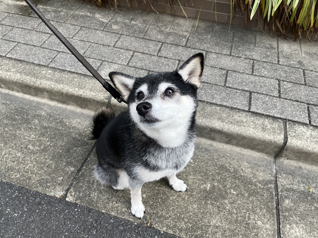 霜降のボンゴレビアンコと麻婆茄子
