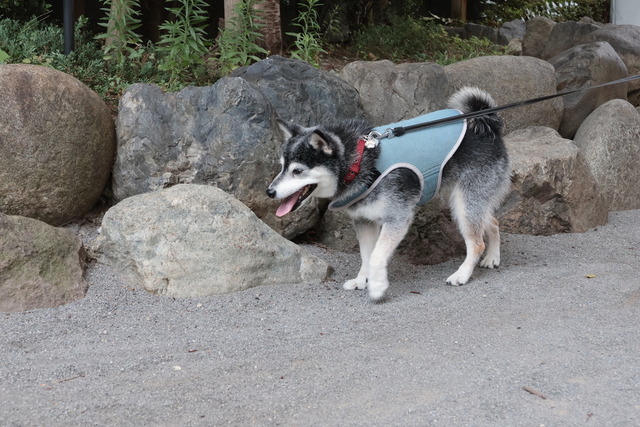 3AB9741B-A7AF-49D2-B60E-7594C4423C3A_1_105_c