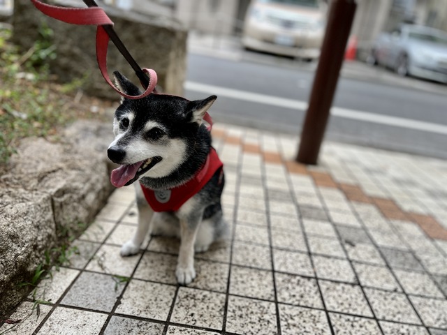 D77B08F8-4BEA-4738-9A43-C64F77A26A08_1_201_a