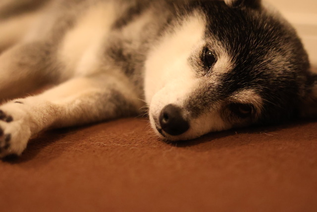 秋晴れの焼き鮭ランチと鳥ささみ野菜炒め