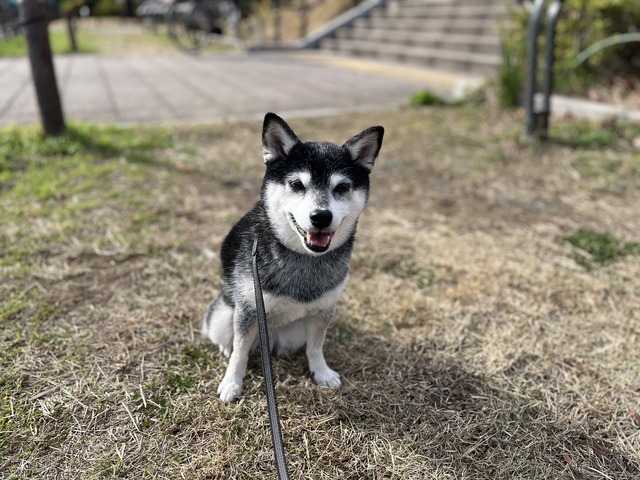 冬日和の納豆ランチと麻婆豆腐