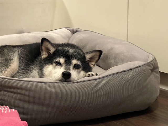 秋晴れのおむすびランチと手作りトンカツ