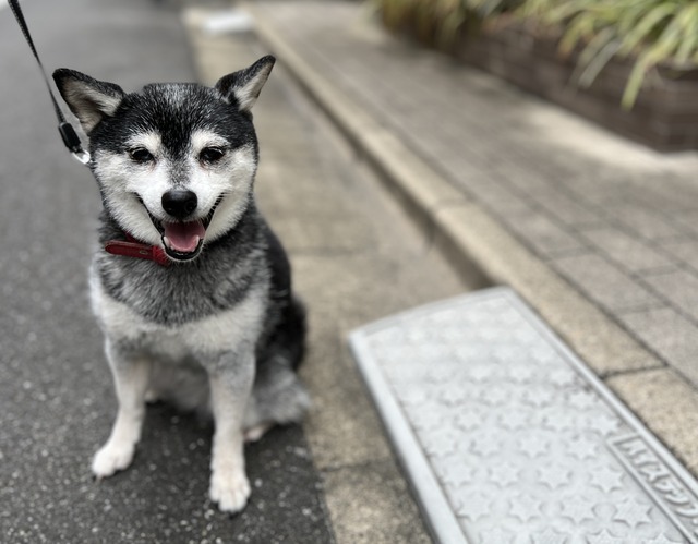 2A6B4D27-29B8-492F-8099-EE6C99E417C3_1_201_a