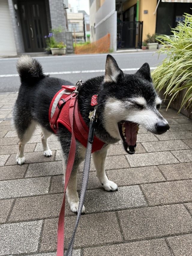 56FEE284-308A-4B0C-A9D0-2BF034F83E9F_1_105_c