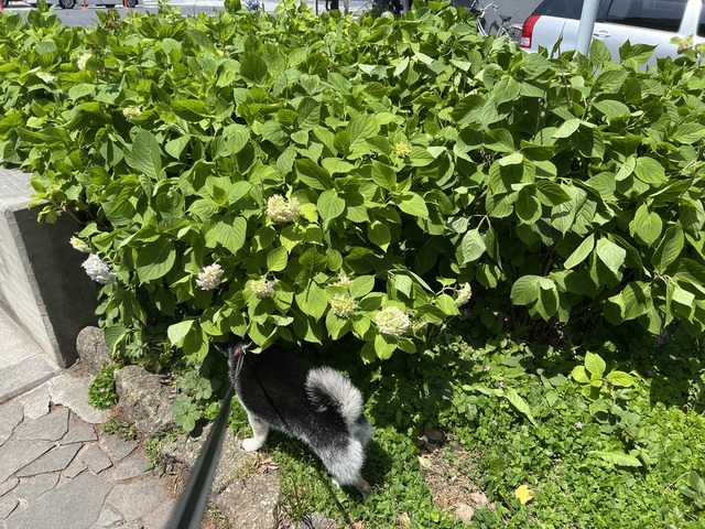 D6210AE0-8ACE-4E3F-A8F2-270B23213F73_1_105_c