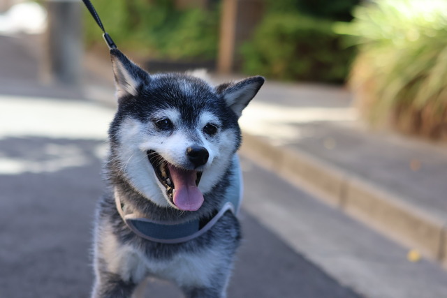 FCC0C54F-B0D6-4229-B690-6F4FF767F68C