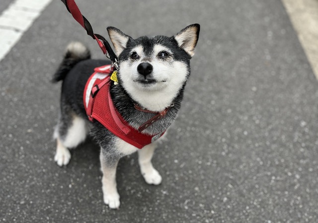 2695AEC1-D479-468E-A095-22FAE4691FFD_1_201_a