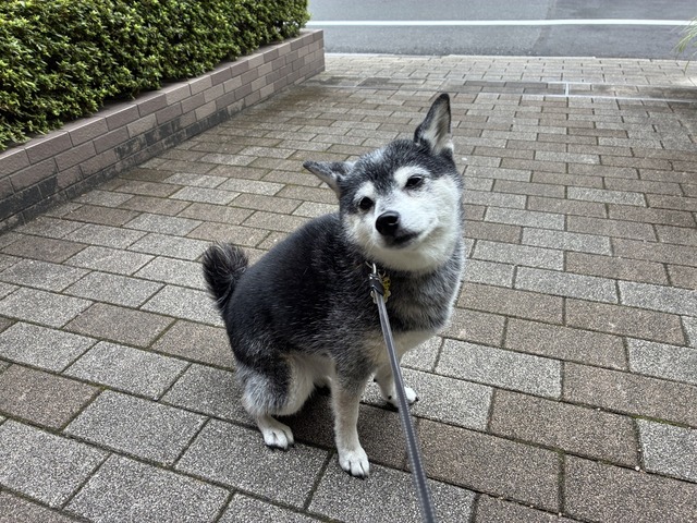 秋寒の親子丼と不朽の名作「七人の侍」