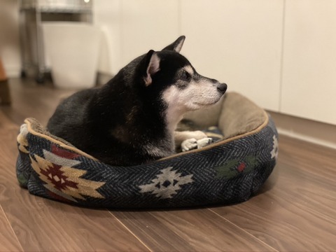 A9325C20-F3A7-463C-B2DD-C270818CE15D_1_105_c