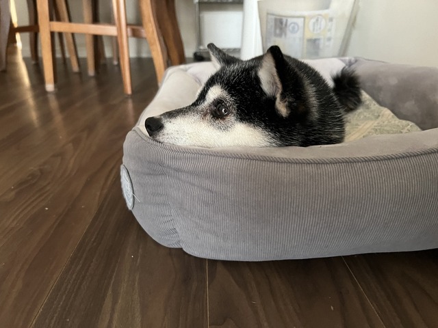 BA8FD9CC-6BDB-4143-80DE-5337D9CA1732_1_105_c