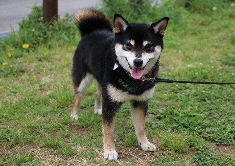 曇天のコトコトスープと回鍋肉と死刑制度