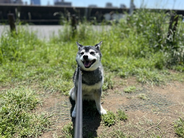卯月つごもりの筍ごはんとコロッケ蕎麦