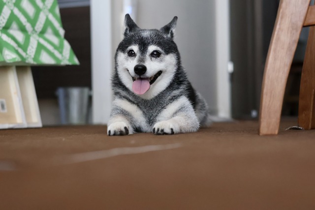 03F47C15-F757-4A95-BACE-3FCDC83EEE35_1_201_a